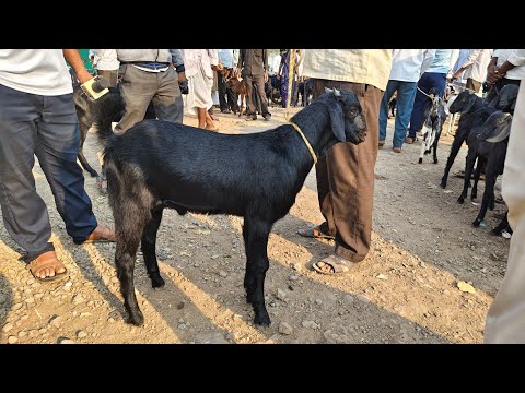 जत च्या बोकड बाजारातील आजचे बाजार भाव काय? दिनांक २६ मार्च २०२६