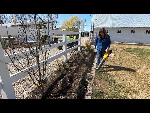 Video: Hvordan beskjærer du et korallbær?