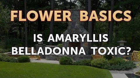 Kde se pěstuje amarylis?