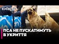 😱СКАНДАЛ! Пса Мішу БІЛЬШЕ НЕ ПУСКАТИМУТЬ на станцію метро «Теремки» під час ОБСТРІЛІВ — ЩО СТАЛОСЯ?