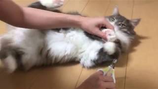爪切りをされる猫 ノルウェージャンフォレストキャットNail clippers.Norwegian Forest Cat.