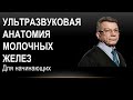 Ультразвуковая анатомия молочных желёз и грудной стенки