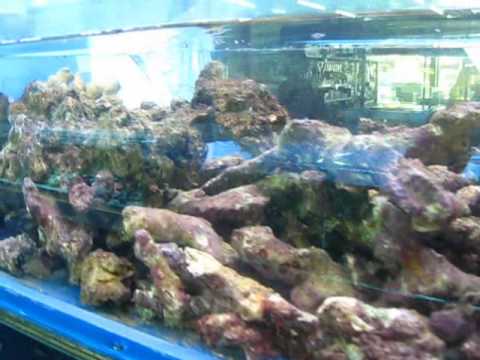 枝状ライブロック 愛知県名古屋市の海水魚サンゴ専門店ラパス Youtube 枝状ライブロック 愛知県名古屋市の海水魚サンゴ専門店ラパス Youtube