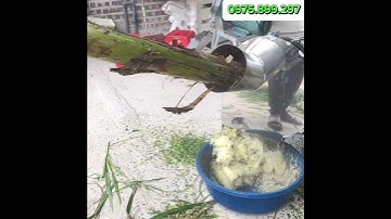 Máy Cắt Chuối INOX Cửa Ngang -  Siêu Mịn - Thái Nguyên Cây - Băm Cỏ Voi. Tiện Lợi. Động Cơ 1,5kW