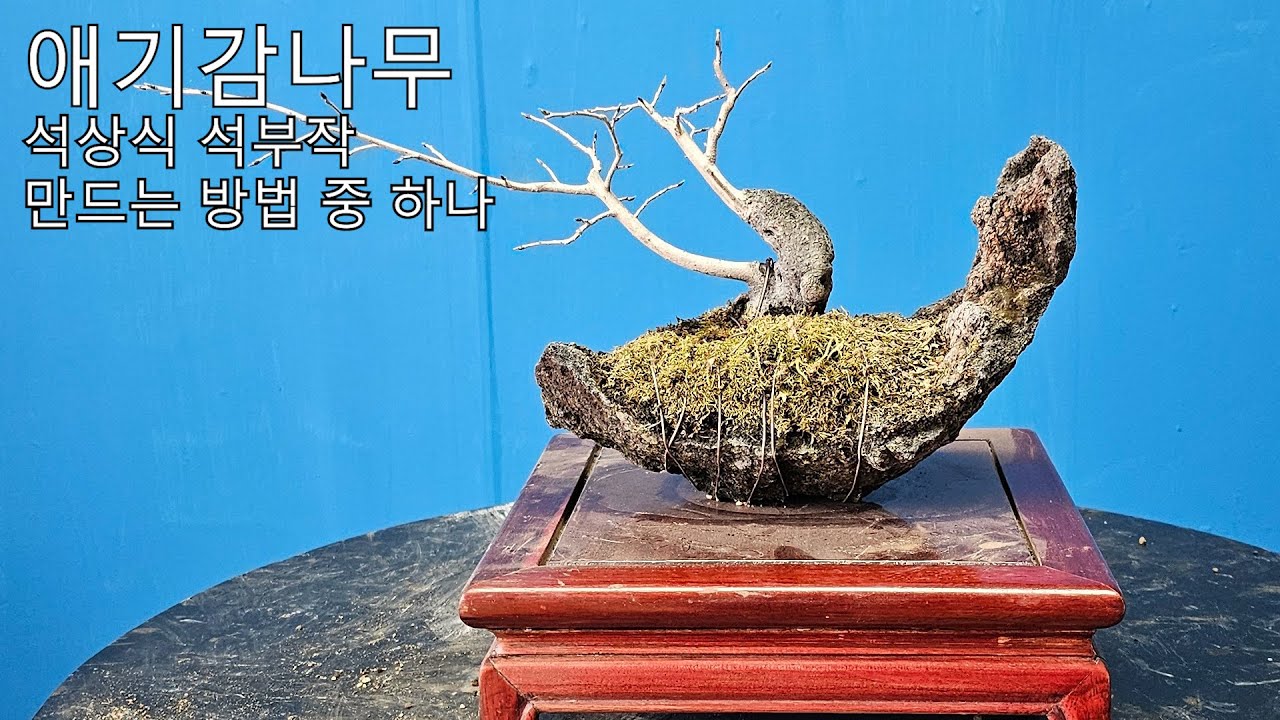 애기감나무 | 석상식 석부작 만드는 방법 중 하나 | 분재 | BONSAI | Diospyros rhombifolia - YouTube