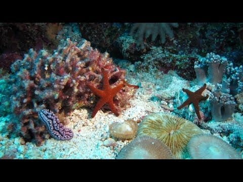 Video: Como Se Ven Los Corales
