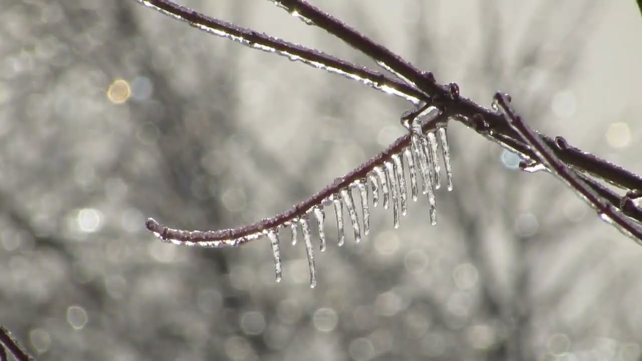 Ice Storm: Nature's Diamond Art