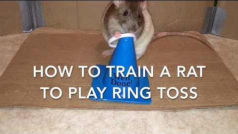 How to Train a Rat to Play Ring Toss