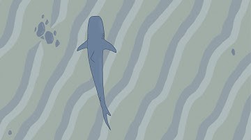 Shark Cruising Over The Sea Floor - Relaxing 2D Animation