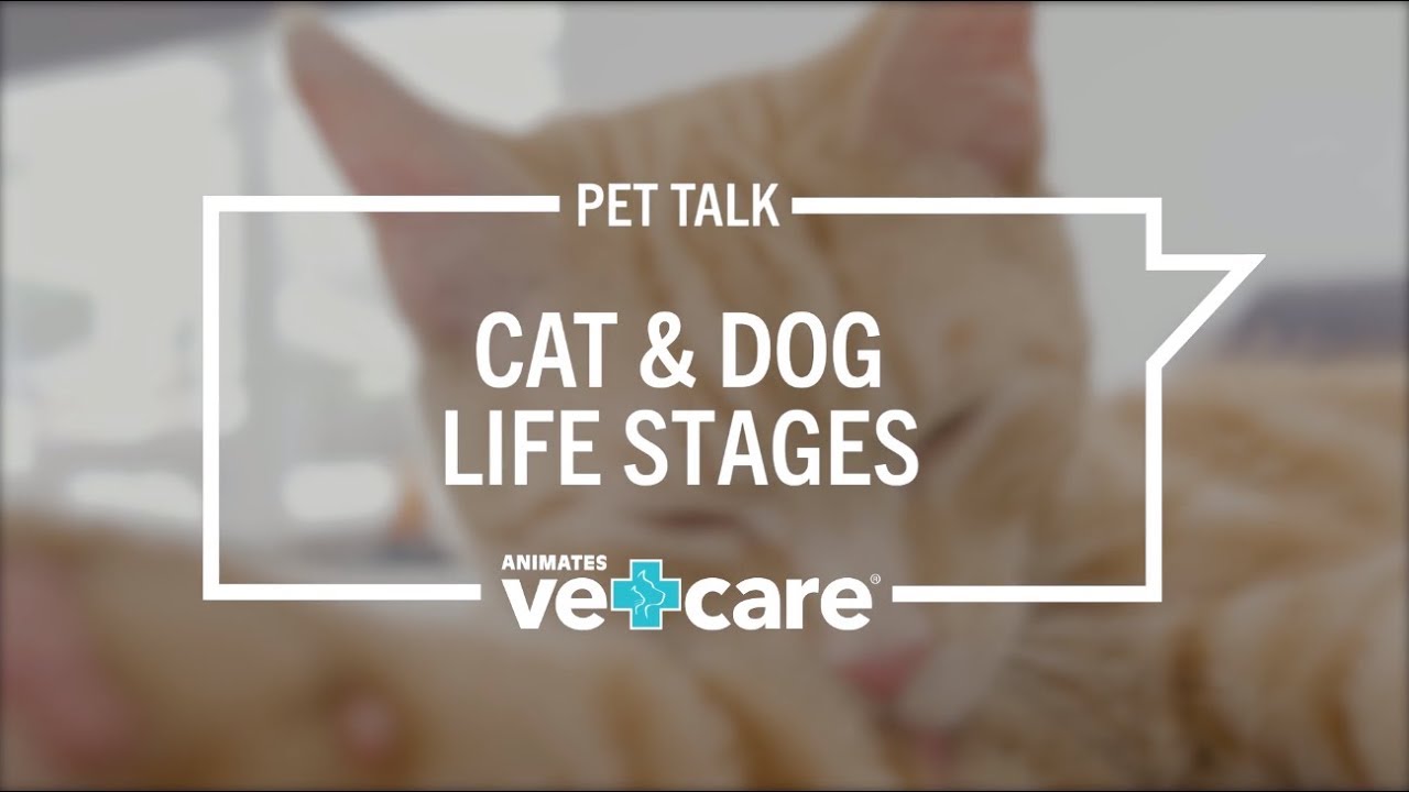 Pet Talk -  Nutrition for Cat & Dog Life Stages