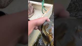 thesE wilL gEt You tHe caTfish yOu wAnt#youtubeshorts#youtube#subscribe#invasive#fish
