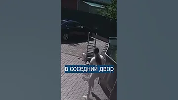 Сбежавшая обезьяна набросилась на ребенка