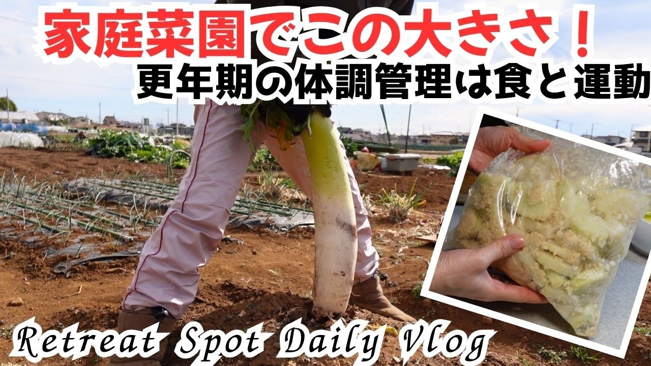 朝活ラン｜大根収穫＆栄養を食べ尽くす！砂糖不使用べったら漬け作り