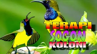 Terapi - Sogon Koloni - Auto Gacor
