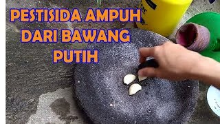 APLIKASI BAWANG PUTIH AMPUH BASMI HAMA | Organik,Cabe,Tomat,Sawi| Organic Pesticide from Garlic