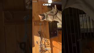 Horse And Cat fun #UnusualFriendship #FunnyAnimals #RevengeOrLove
