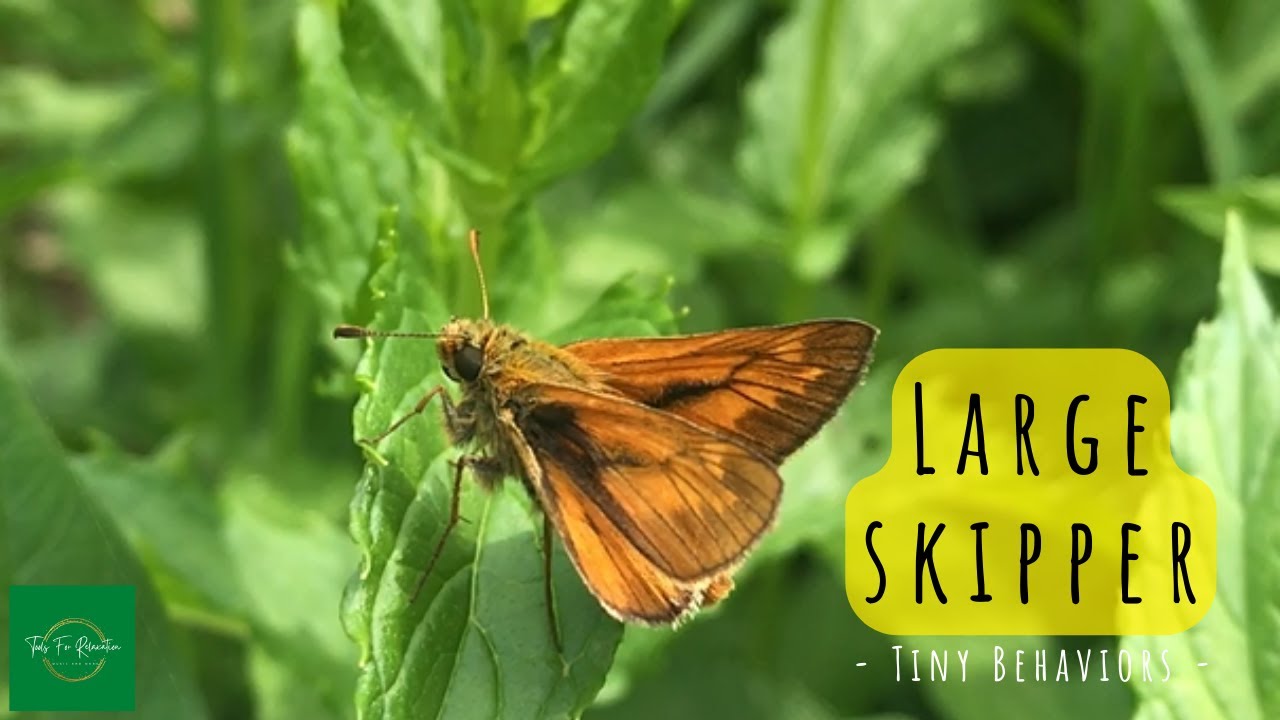 Large Skipper | Tiny Behaviors | Tools For Relaxation