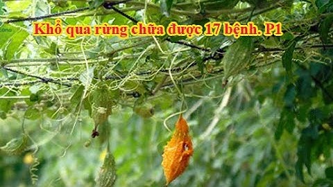 Khổ qua rừng chữa được 17 bệnh. P1