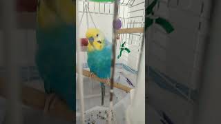 8 Saniyelik Cicikuş Sesi