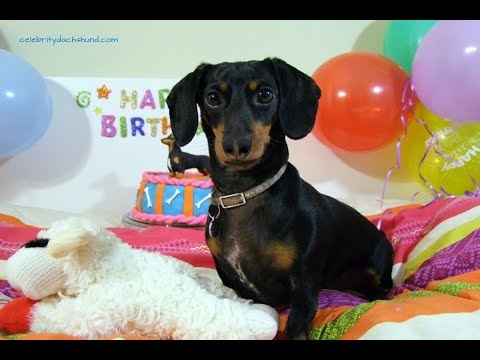 dachshund birthday party