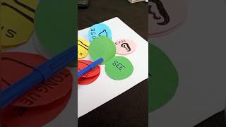 Sense Organs Project School Project