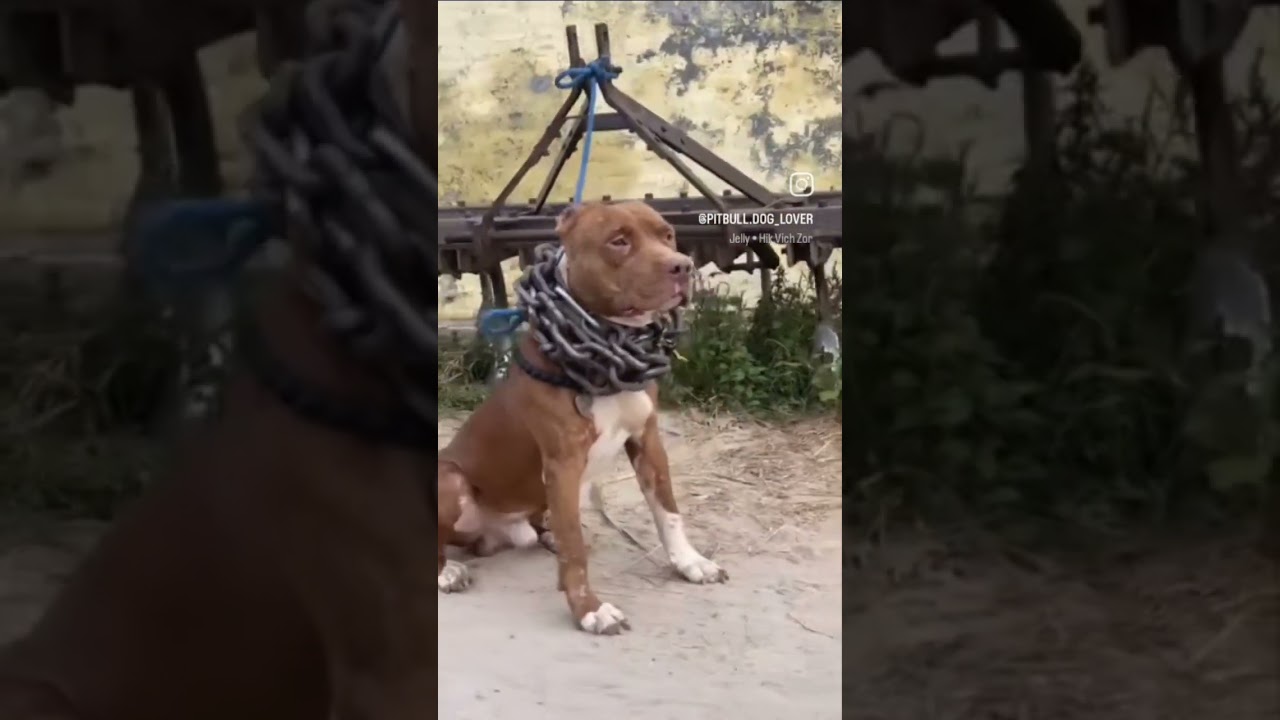 gym song sippy gill ❤️✌️