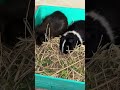 Small rabbits #shorts