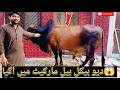 🔥🐂 MashAllah Huge Bull For Qurbani 😱 | First Time Ever Seen Such a Giant Bull 😍