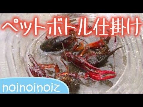 ペットボトル仕掛けで ザリガニ 獲る実験 制作 回収 Bottle Trap For Insects Crayfish Youtube