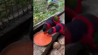 Time To Fresh Juice - Black Cap Lorrygreen Miracle