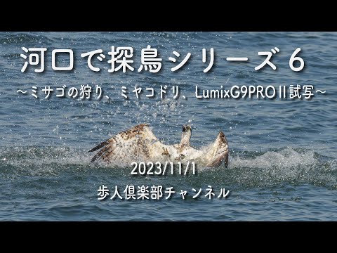 河口で探鳥シリーズ6 2023年11月1日 ミサゴの狩り、ミヤコドリ他 Lumix