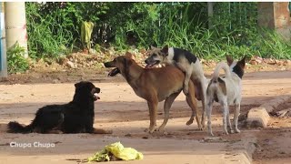 Village dog are mating in jungle | dog meeting owner after long time ago | dog breeds | animal breed