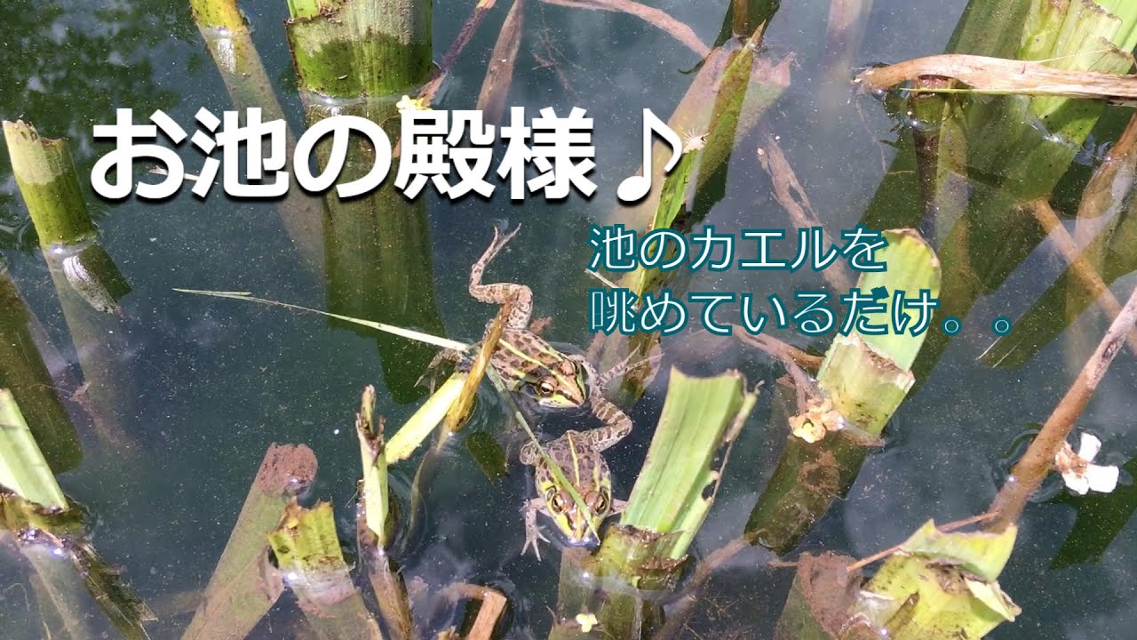 お池の殿様＞ビオトープのトノサマガエル風景 - YouTube