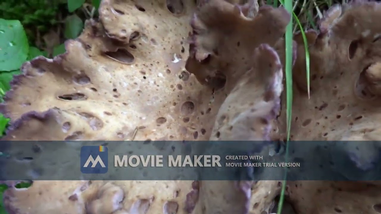 Gomphus clavatus, čokata žilolistka, 7.-11.8.2023; bujna rast gob po velikih poplavah