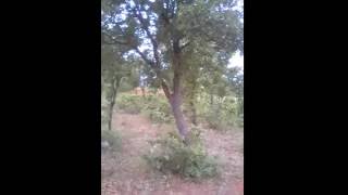 Zümer Suresi Ayet 1 - 10 Rahmân Ve Rahîm (Olan) Alla