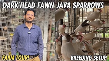 Dark Head Fawn Java Sparrows Breeding Setup | Complete Pairing