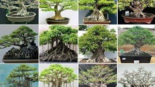 Inspirasi Bonsai Beringin Terbaik