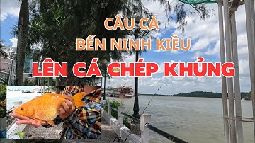 CÂU CÁ Ở CẦN THƠ: BẾN NINH KIỀU LÊN CÁ CHÉP KHỦNG/FISHING IN CAN THO: BIG GOLDEN CARP