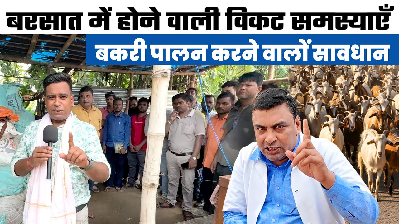 Goat Farming करने वालों बरसात में होने वाली गंभीर समस्याएँ को जानिए | Goat Farming in Rainy Season