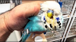 Budgies Not Breeding? Do these couple of things and get 100% results! screenshot 2