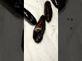 Pupa is a vulnerable stage of an insect. Phorid fly maggot parasitizing Spodoptera litura! #insect