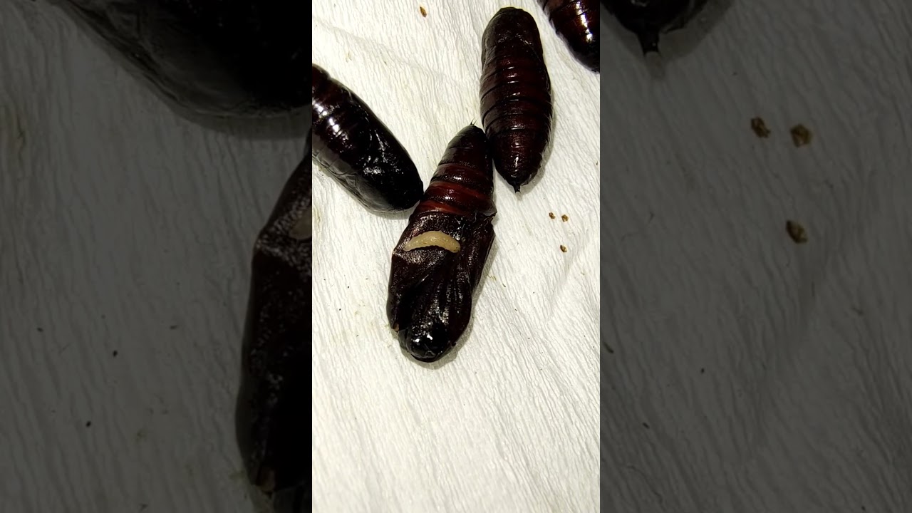 Pupa is a vulnerable stage of an insect. Phorid fly maggot parasitizing Spodoptera litura! 