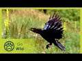 The Valley of the Ravens - The Secrets of Nature