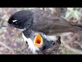 White-throated fantail Birds Take good care of the baby in the nest [ Review Bird Nest ]