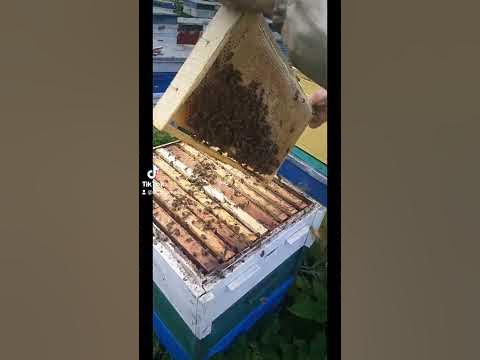 Корпус с мёдом #пчеловодство #пчеловодство2023 #беларусь - YouTube