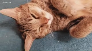 Tempe animal rescue offers chance to foster cats and dogs over Thanksgiving weekend