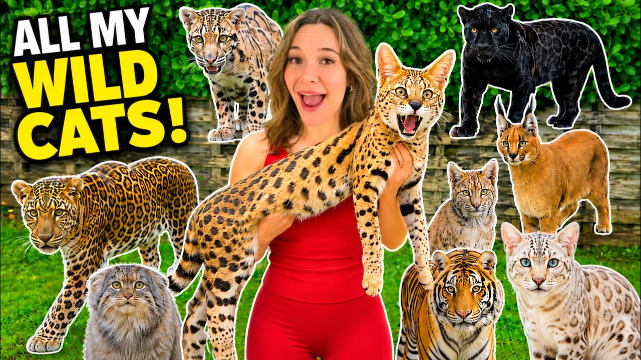 Latest Title & Thumbnail