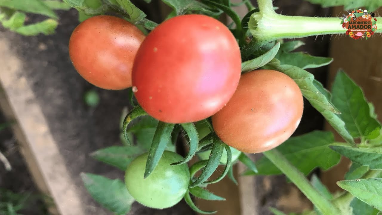 Vídeo ensinando a plantar tomate cereja na horta orgânica