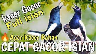 SUARA KACER GACOR FULL ISIAN🔥🔥- Cocok BUAT LATIHAN MENTAL😱 agar Kacer bahan CEPAT GACOR ISIAN‼️