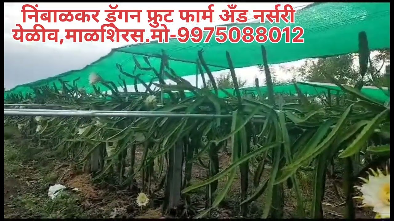 ड्रॅगन फ्रुट GI Pipe ट्रेलीस सिस्टीम करें या ना करें,खर्चा | GI Pipe Dragon fruit trellis Investment